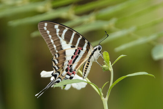 Graphium nomius or spot swordtail on a plant