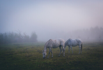 horses in the fog, konie na polanie, pastwisku o poranku w mglisty jesienny dzień - obrazy, fototapety, plakaty
