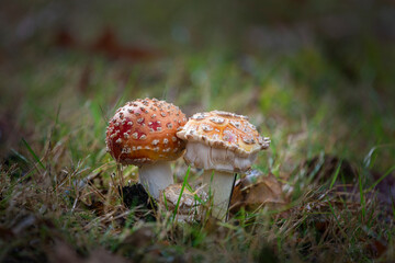 Wild mushroom family on the forest floor. Autumn Season.
