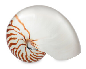 One beautiful nautilus shell isolated on white