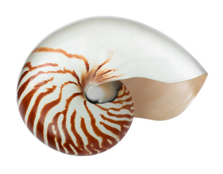 One beautiful nautilus shell isolated on white