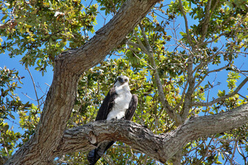 Low angle shot of a Peregrine Falcon perched in a tree on a sunny day