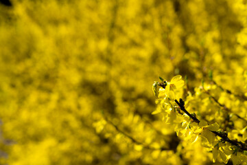 A branch of a yellow flowering shrub on a yellow background. copy space