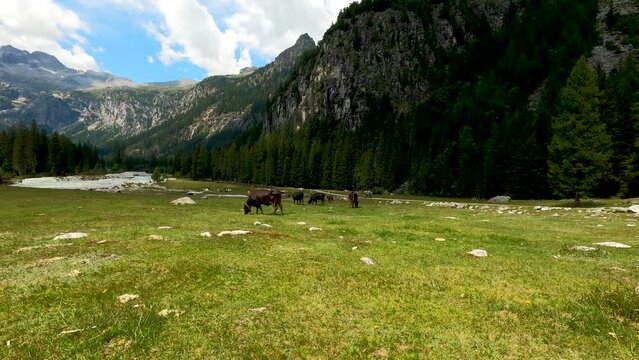Mountain Landscape with Grazing Cows