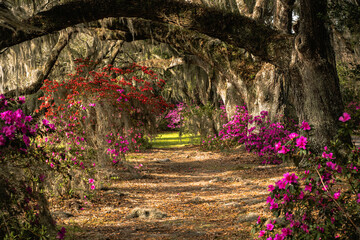 Beautiful shot of a path surrounded by purple flowers and trees