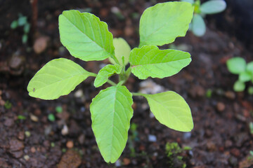 A Young Spinach Plant in the Garden. Top View