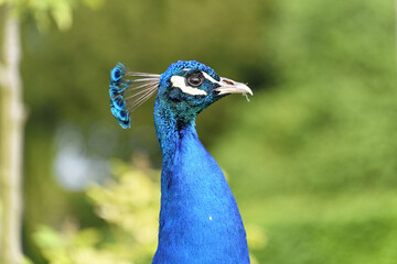 Obraz premium Frankreich - Lémeré - Château du Rivau - Parkanlage - blauer Pfau