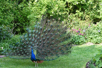 Obraz premium Frankreich - Lémeré - Château du Rivau - Parkanlage - blauer Pfau