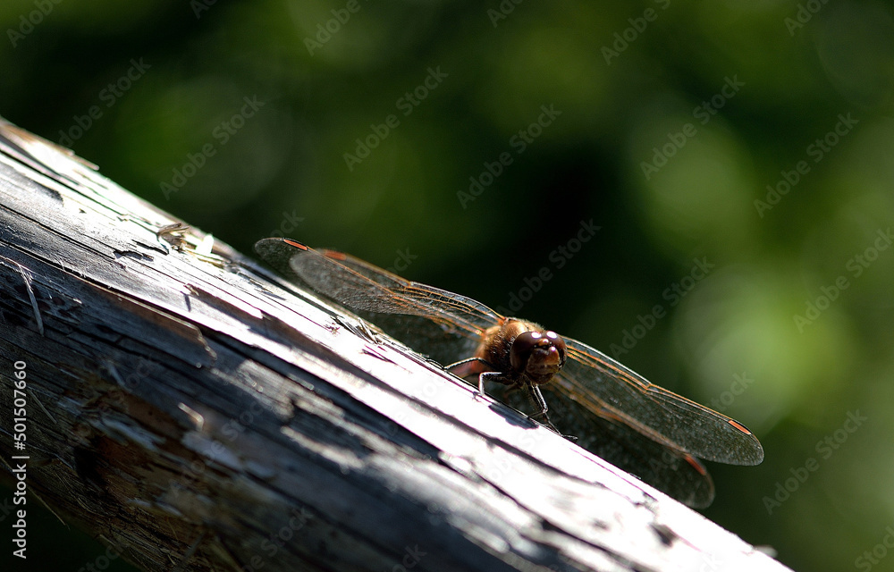 Poster macro of a small dragonfly on a tree branch with a blurred bokeh background