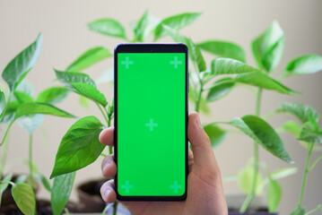 hand hold a phone with green screen on the background of sweet pepper seedlings