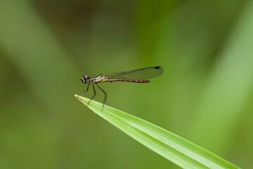 Damselflies on Beautiful Place and Pose