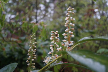 Pflanzen und Blumen auf einer Wiese und im Sonnenuntergang