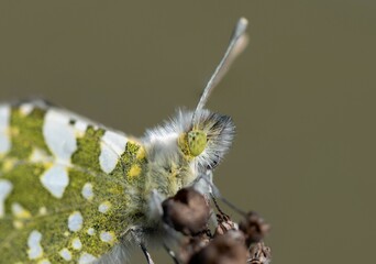 Euchloe crameri. Mariposa blanquiverdosa meridional, mariposa blanca y verde sobre una flor seca.