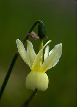 Narcissus triandrus. Junquillo blanco. Flor amarilla p&aacute;lido en detalle de un narciso.
