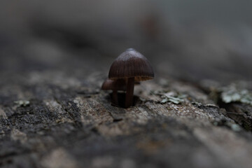 Setas del bosque, setas encontradas en pinar.