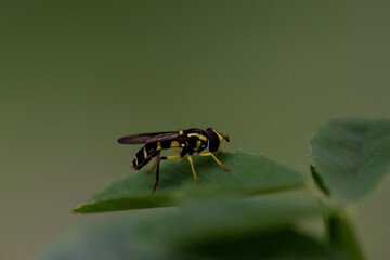 Syrphidae sp. Sírfido de color amarillo y negro que imita a las avispas para alejar a los...