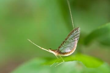 Damselflies on Beautiful Place and Pose