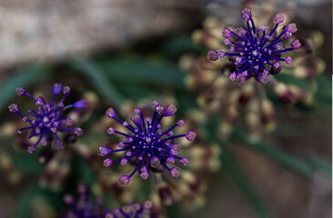 Muscari comosum. Nazareno. Flores moradas en racimo vistas desde arriba.