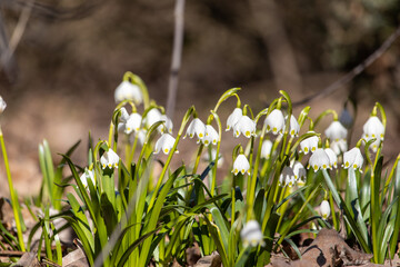 the first flowers of the snowdrop