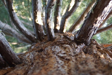 300 Jahre Alter Mammutbaum in einen Park