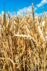 Yellow field of ripe wheat, ears close-up on blue sky background. Wheat is a worldwide staple food.