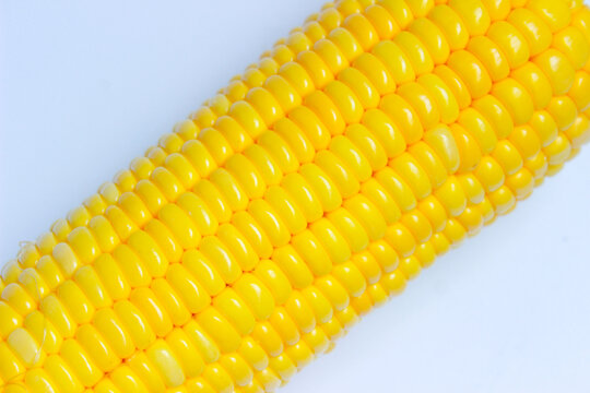 Sweet Corn or Maize (Zea mays). Isolated