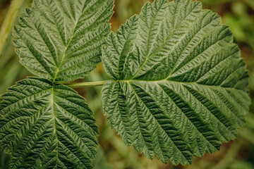 Green texture sheet. Green raspberry leaf top view