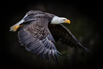 Zelfklevend Fotobehang Beautiful shot of a flying Bald eagle with blurred trees in the background © Wil Reijnders/Wirestock Creators