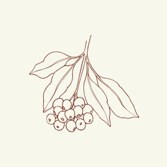 Hand drawn lilly pilly illustration. Sketch Australian native plant.  - obrazy, fototapety, plakaty