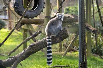 ring lemur © Damien Gustin