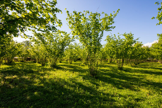 Hazelnut trees plantation landscape and view, large group of trees