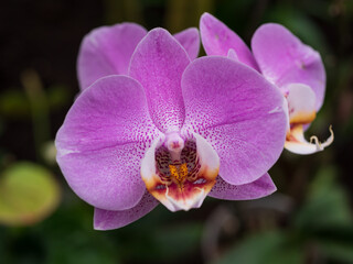 Closeup shot of beautiful pink orchids