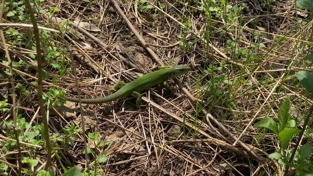 Green lizard on grass in the wild runs away