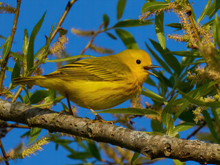Yellow warbler small yellow bird on a branch 