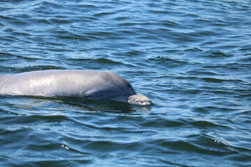 Closeup of a dolphin swimming in the ocean