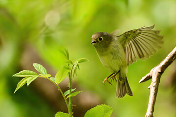 Kinglet little bird in flight