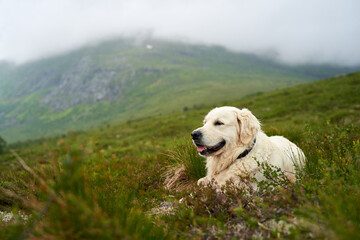 A majestic white golden retriever is lying in the grass with foggy mountains in the background © Barnabas Davoti/Wirestock Creators