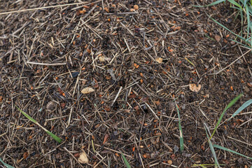 Many ants close-up. A huge army of ants is building an ant hill on the field.