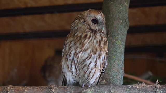 Owl with big eyes in wildlife. Beautiful bird in the zoo