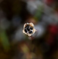 Sámaras dentro del caliz de una flor ya seca.