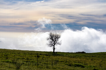 Thick clouds accumulating over a single standing tree on summit of Monte Comune, Lattari Mountains,...