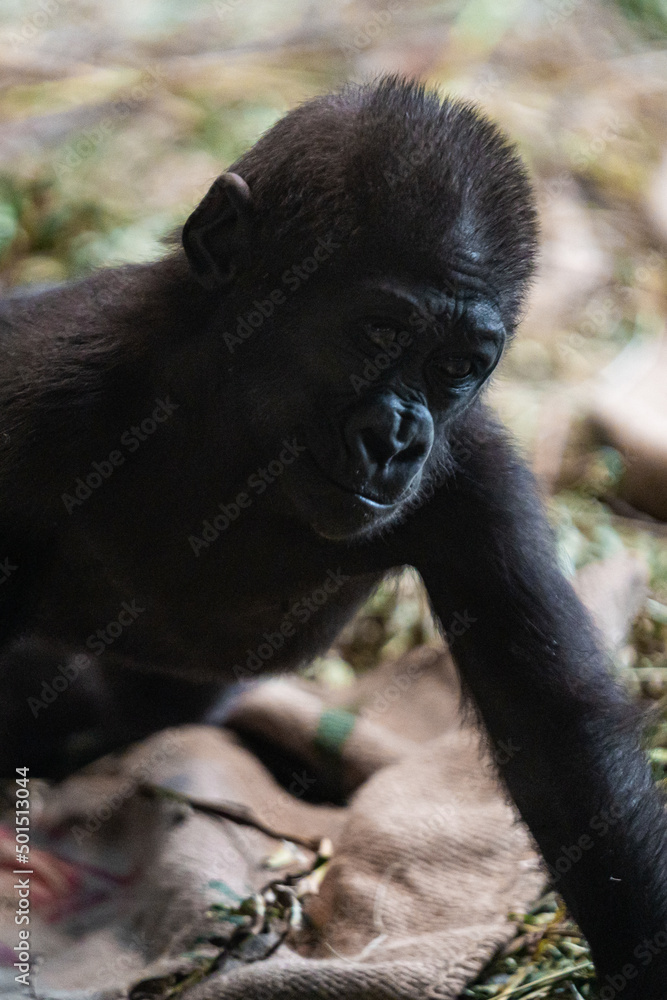 Wall mural vertical shot of a young gorilla in its natural habitat