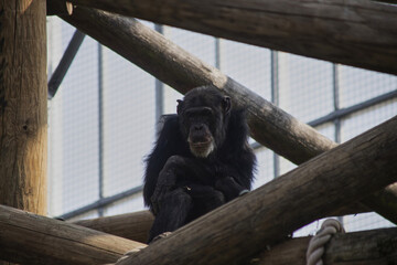Lonely black chimpanzee sitting between the logs in the Colchester zoo