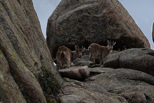Cabritos en Guadarrama. 2 Cabras peque&ntilde;as subidas en una roca.
