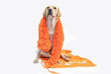 Labrador viert koningsdag