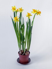 Bulbs and flowers of daffodils in a brown ceramic pot on a white background. Yellow narcissus.