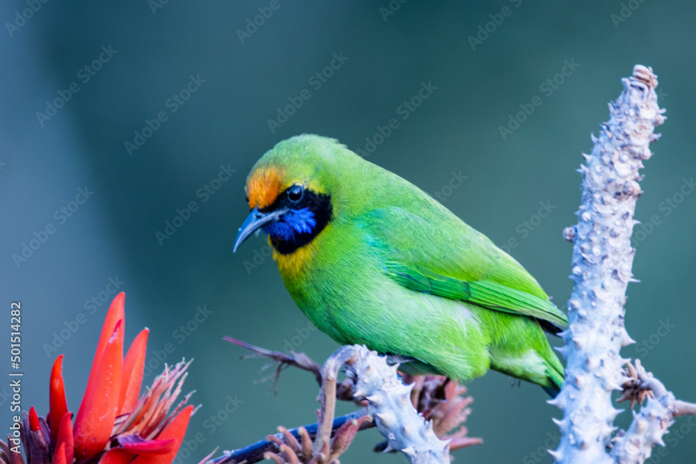 Poster scenic view of a greater green leafbird perched on a branch on a blurred background