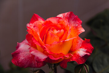 Orange rose blooming in spring. Copy space. Selective focus.