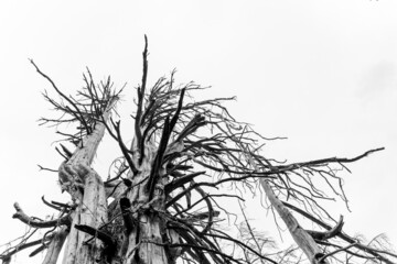 Low angle shot of an old bare tree in grayscale