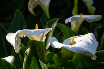 Yellow and white flower of Zantedeschia aethiopica blooming in spring. Calla palustris. Copy space. Selective focus.